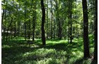 Property photo 25 - 1,575+/- Acres Offered in 23 Tracts